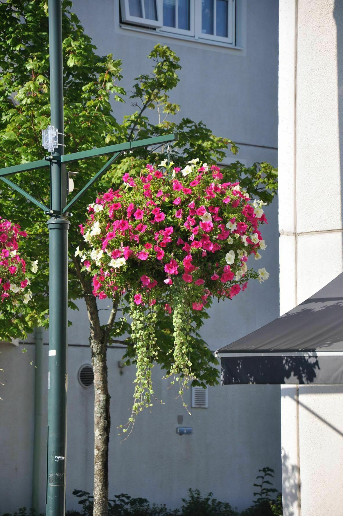Imatge pels mitjans: Jardineres de flors als llums dels carrers